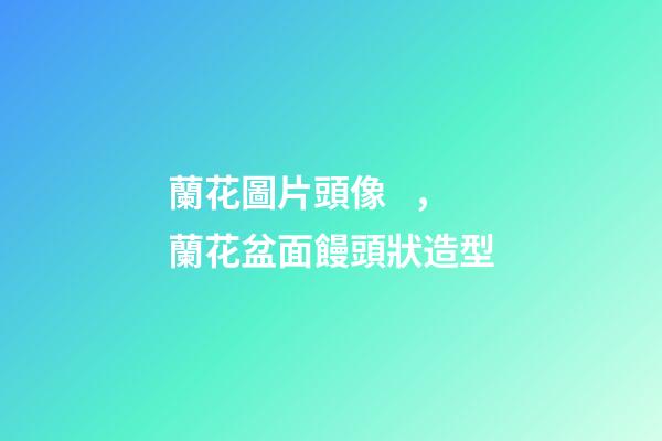 蘭花圖片頭像，蘭花盆面饅頭狀造型-第1張-觀點-玄機派